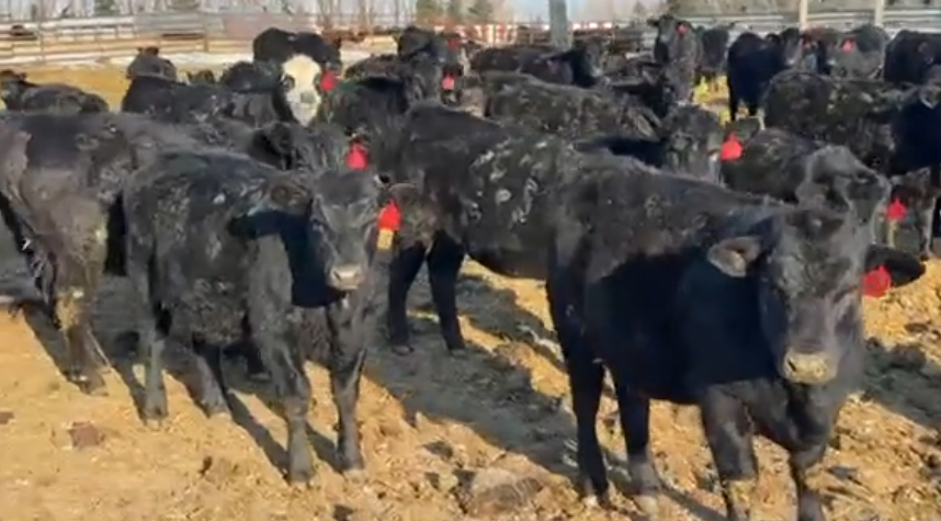 Bangs Vaccinated, Home Raised, No brands, 650 – 700 lbs!-BS116A6